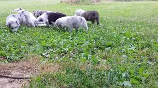 Border Aussie Puppies Day 37 (Part 3)