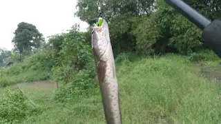 mode amis nih pas bulan puasa .....#garnispancing #fishing #strek #trik #gabus