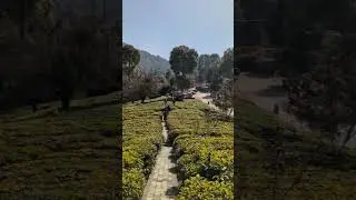 चम्पावत में खूबसूरत पहाड़ों से घिरे कई बेहतरीन चाय के बागान हैं, जो प्राकृतिक सुंदर बनाता है #viral