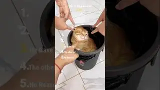 Top 5 Aggressive Cats 😾🔥