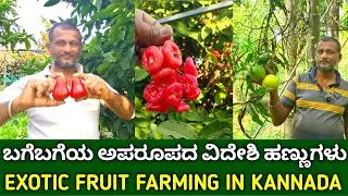 ಬಗೆಬಗೆಯ ಅಪರೂಪದ ವಿದೇಶಿ ಹಣ್ಣುಗಳು | exotic fruit farming in kannada | rare fruit plant nursery
