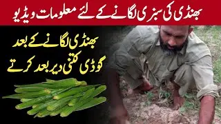 bhindi lagane ka tarika | Vlog | How To Grow Ladies Fingar | bhindi farming | Mian Asad Vlogs