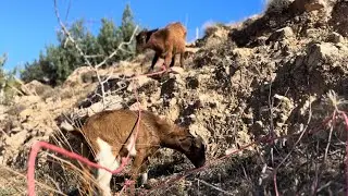 حياة امازيغية 🇲🇦 : نهار جديد و شوا في البادية 😍😍