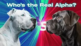 Cane Corso 🆚 Dogo Argentino 🐾 | Ultimate Guardian Dog Showdown 💪🔥 Who's the Real Alpha?