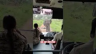 Elephant 🐘🐘 Attack on Safari Vehicle in Bandipur Tiger Reserve, Karnataka.#animal #elephant #attack