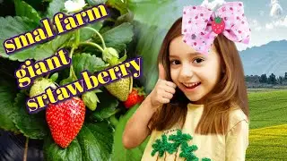 How my grandma picks giant strawberries🔸 my grandmother's farm.just a few acres farm YouTube