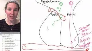 Endocrine 8- Pituitary