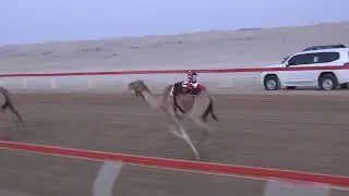 الشوط 1♡:  ( منحاف  )  للسيد: حمود بخيت بالعريض المنصوري توقيت 7.48.50