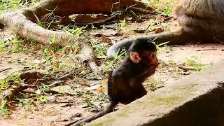 Loneliness baby Branda left mom forage food on land alone look so gorgeous baby Branda