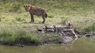hyena finds a hippo carcass - part 1 - tries to pull out of river