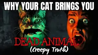 Why Your Cat Brings You DEAD ANIMALS (Creepy Truth)