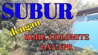 Hasil pemupukan dengan kohe, dolomite dan NPK