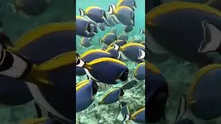 Stunning Aquarium Relax Music #shorts