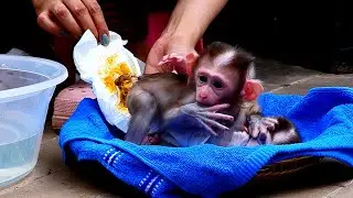 Super Sweet lovely Mom Cleaning Buttock For Baby Monkey Axel And Avi When They Wake Up In The Mo