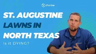 St. Augustine Lawns in North Texas | SPRING 2023 | Is it DYING?