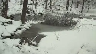 marbled salamanders under ice and snow