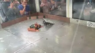 Chimera vs Knackwurst | Round 3 | 1.5 kg Beetleweight Combat Robots | MMM34 Hannover 2025