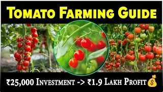 Tomato Farming | Low-Cost, High-Profit Crop for Farmers