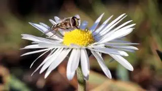 Insect Collecting Pollen On A Yellow Flower Close-Up | Stock Footage