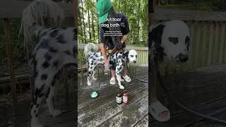 Процедура купания собак на улице 🫧 #Собака #собаки