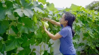 Harvesting Asian vegetables in mid-summer - What can grow in the heat?