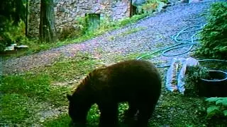 Vegan Bear