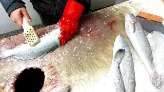 TIGERTOOTH CROAKER FISH CUTTING * Easy Cleaning
