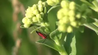 Red Plant Bug (Miridae: Lopidea) on Blossom
