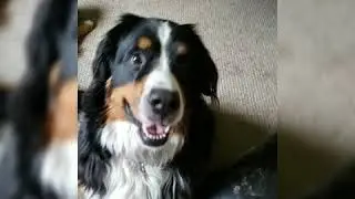 Rawhide Alternatives