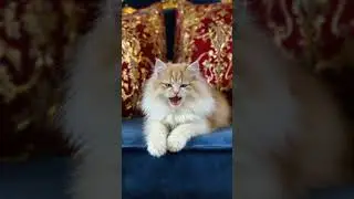 APT-Art-wonderful and very talented cat4 #funnyshorts #cutepet #cuteanimal