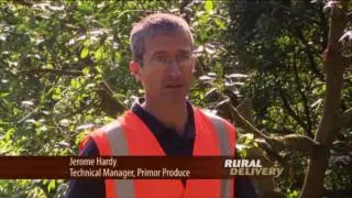 Thinning Avocados for Increased Production