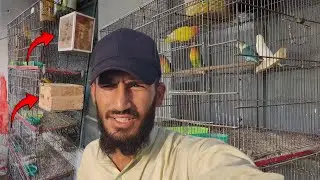 Finally! Lovebirds ke Breeding Box Laga Diye 🦜❤️ | Nest Box for Lovebirds