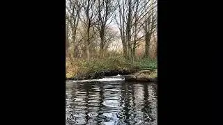 Manchester Canals Walk 💛 Nature Sounds & Stories