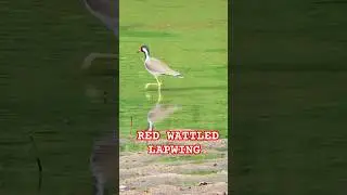 Beautiful Red wattled lapwing in the river #wildlife #nature #birds #animals #birdwatch #birds