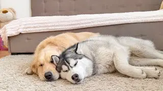 Husky and Golden Retriever Attacked by Sweet Sleep [CUTEST VIDEO EVER]