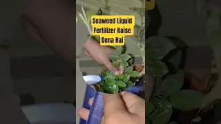 Seaweed Liquid Fertilizer ।। Benefits of Seaweed Extract  ।