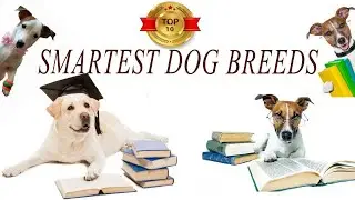 top 10 smartest dog breeds