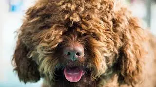 France&rsquo;s Best-Kept Secret: Why the Barbet Is Stealing Hearts