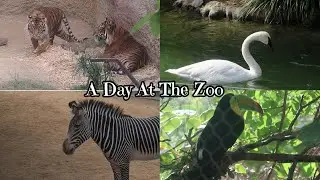 A Day At the Zoo | Elke Rose
