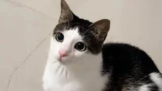Cats That Made Everyone LAUGH! 😂 | Try Not To Laugh Cat Videos #43