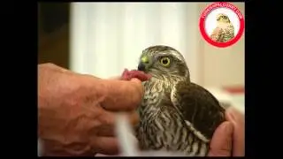 Feeding a newly trapped sparrowhawk