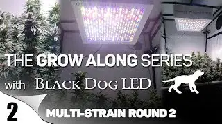 PhytoMAX-2 1000 | Grow Along l Multiple Strains (Round 2) | 4x4 Tent l Episode 2