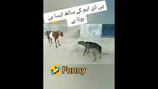 funny animals | goat vs dog fight | funny🤣| #funny #animals