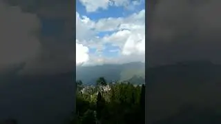 lava Kalimpong pine tree
