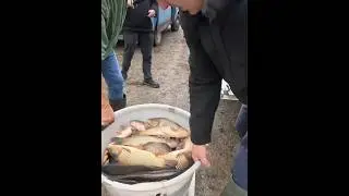 Besatz genetisch reiner Wildkarpfen und einer Schlei