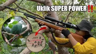 TAK DI SANGKA🙀apa ini kekuatan dari Uklik terkuat di bumi⁉️Berburu punai pakai uklik Jawara Tgr v5