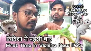 Best Pet Shop in Vidisha| Paradise Pet shop Vidisha| Fish Aquarium Shop| Vidisha | Ankushkamal singh