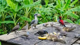 Watch How Different Wild Animals Share Food Peacefully