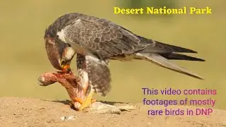 The Incredible Wildlife of the Desert National Park