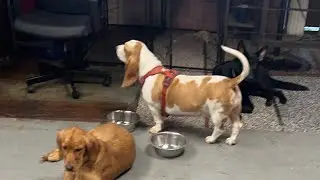 ChillNPlay #livestream #doglover #dogshorts #cutedog #puppy #happydog #cute #funnydogs #animallover